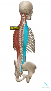 腸肋筋
