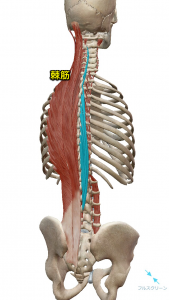 棘筋(頚・胸)