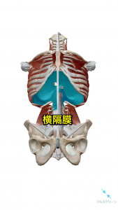 横隔膜
