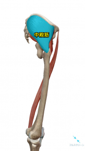 中殿筋