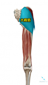 大殿筋