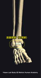 距腿関節