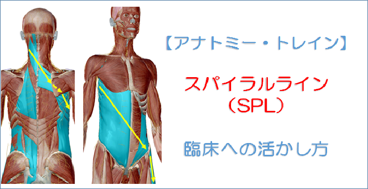 アナトミー トレイン スパイラルライン Spl についての概要と臨床への活かし方 リハビリテーションコンサルタント