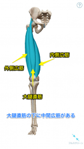 大腿四頭筋