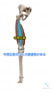 大腿四頭筋