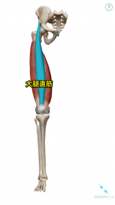 大腿直筋