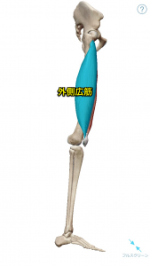 外側広筋