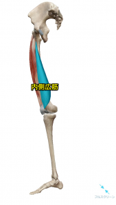 内側広筋