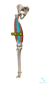 中間広筋