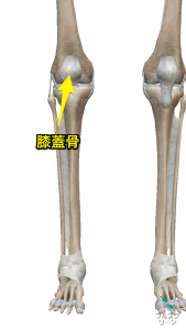 膝蓋骨