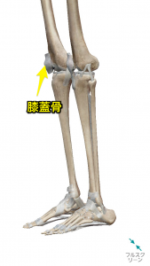 膝蓋骨