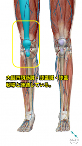 大腿四頭筋腱・膝蓋腱膜・膝蓋靭帯