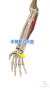 手関節の尺屈