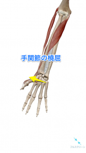 手関節の橈屈