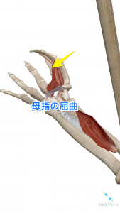 母指の屈曲