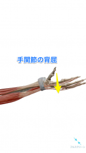 手関節の背屈