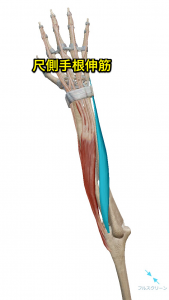 尺側手根伸筋
