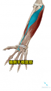 橈側手根屈筋