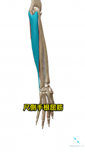 尺側手根屈筋
