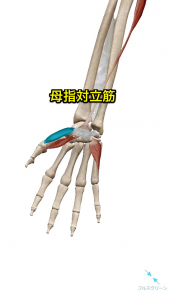 母指対立筋