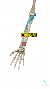 円回内筋