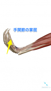 手関節の掌屈