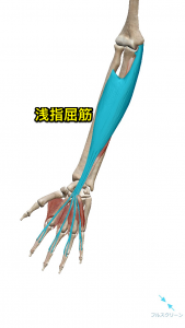浅指屈筋