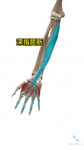 深指屈筋