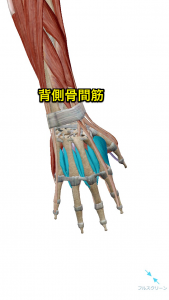 背側骨間筋