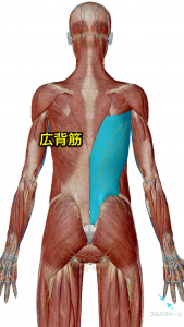 広背筋