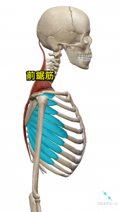 前鋸筋