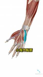 小指外転筋