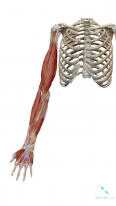 前腕の筋肉