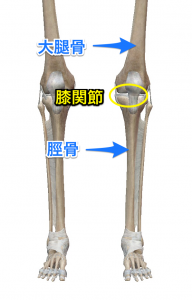 膝関節