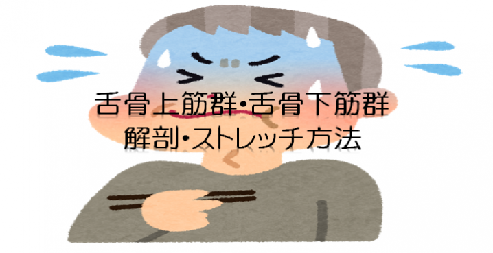 嚥下に関わる舌骨上筋群・舌骨下筋群の解剖とストレッチ